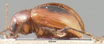 Media type: image; Entomology 9809   Aspect: habitus lateral view